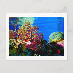 Postal Coral brillante