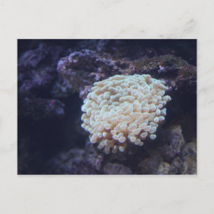 Postal Coral de peto # 1