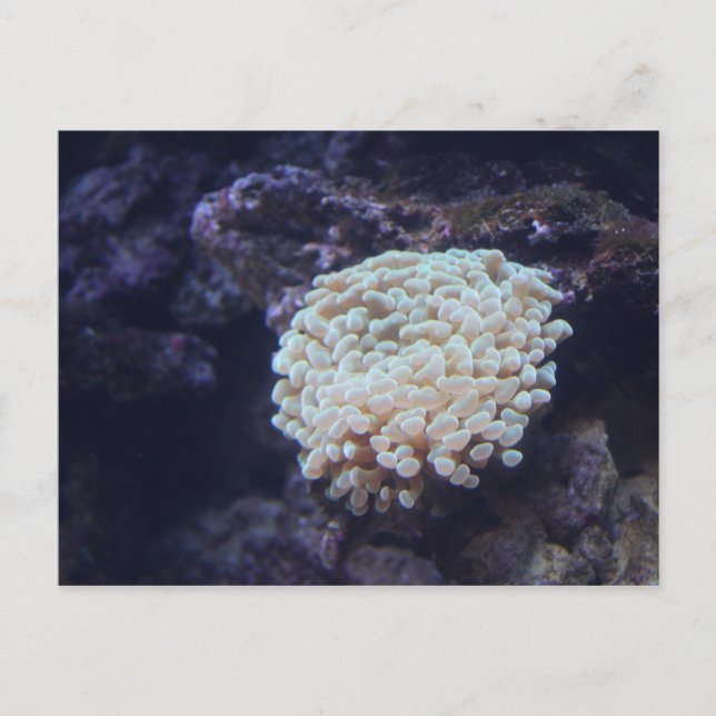 Postal Coral de peto # 1 (Anverso)