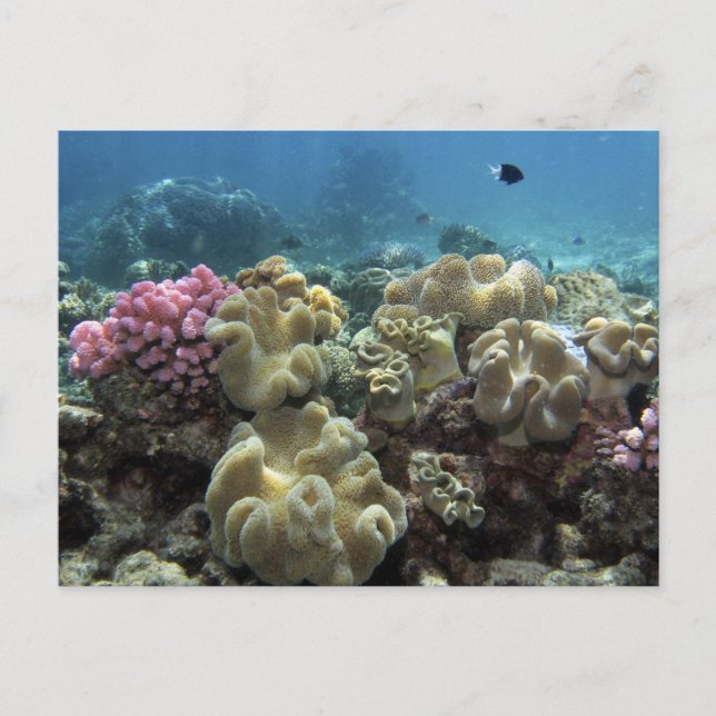 Postal Coral, filón de Agincourt, la gran barrera de (Anverso)