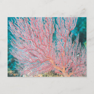 Postal Coral Gorgonano 3