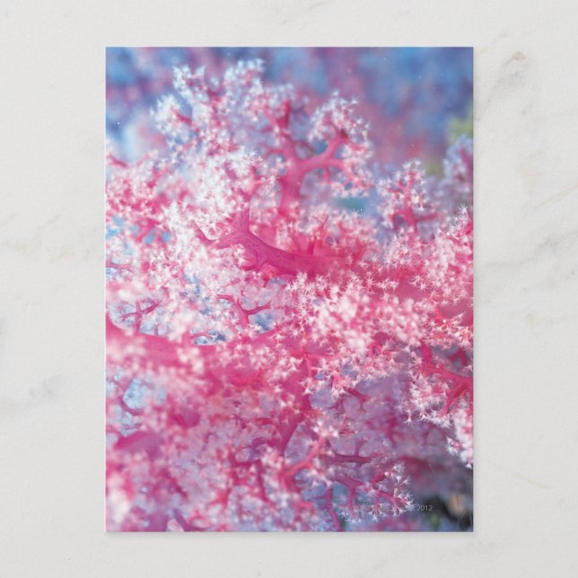 Postal Coral gorgono (Anverso)