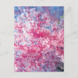 Postal Coral gorgono