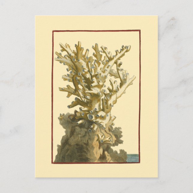 Postal Coral junto al mar (Anverso)