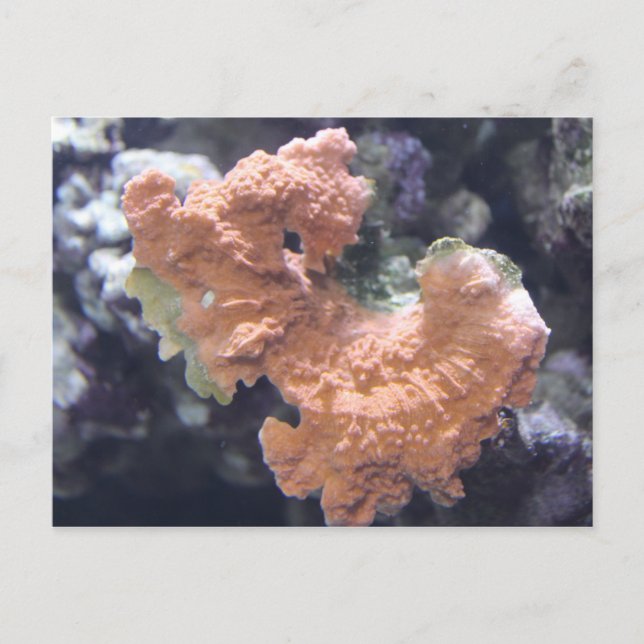 Postal Coral nº 1 (Anverso)