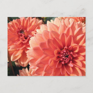 Postal Coral Naranja Dahlia