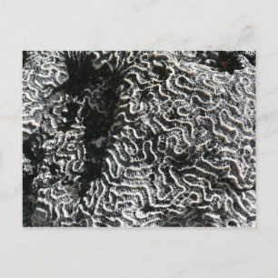 Postal Coral negro y blanco I Foto abstracta de la natura