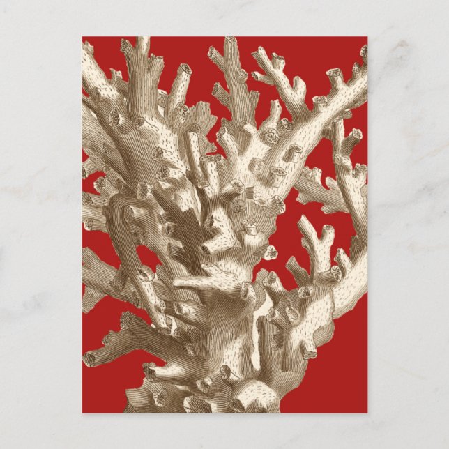 Postal Coral pequeño en rojo (Anverso)