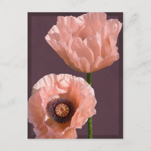 Postal Coral Poppies Postcard