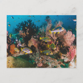 postal Coral Reef