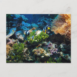 postal Coral Reef