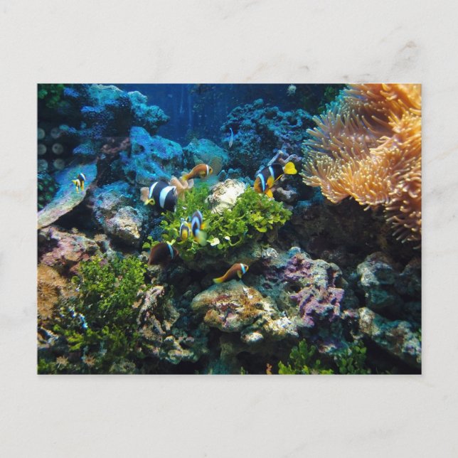 postal Coral Reef (Anverso)
