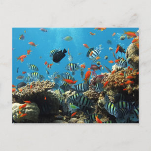 Postal Coral Reef Fish Naturescape