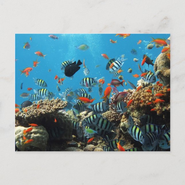 Postal Coral Reef Fish Naturescape (Anverso)