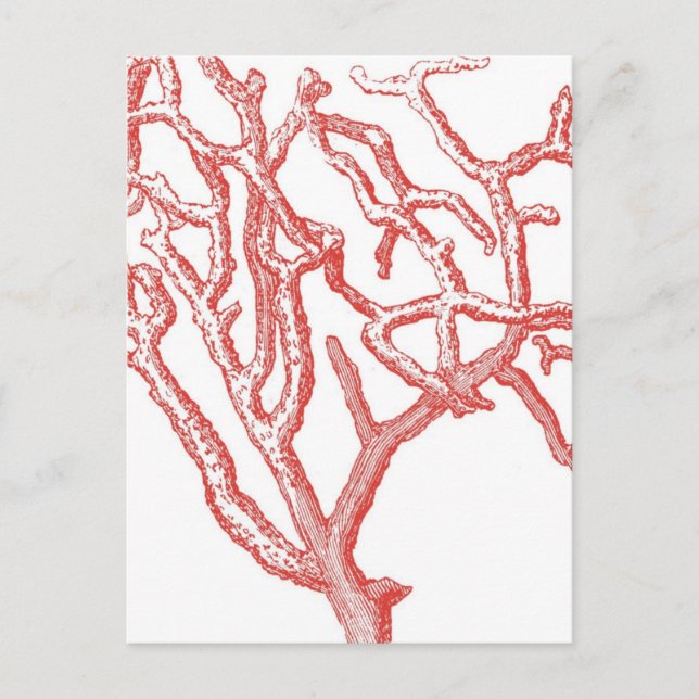 Postal Coral rojo (Anverso)