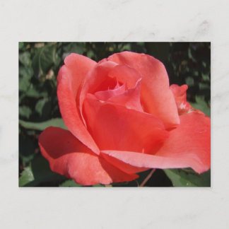 Postal Coral Rosa