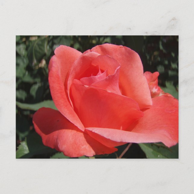Postal Coral Rosa (Anverso)
