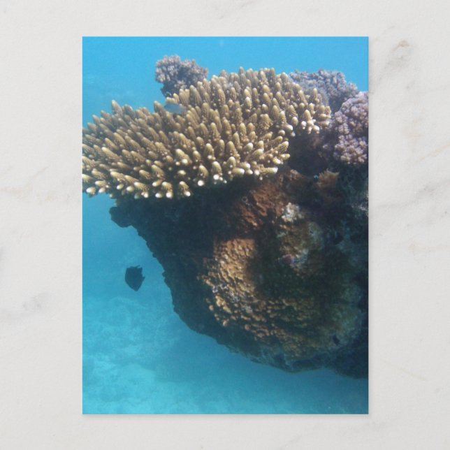 Postal Coral Seascape (Anverso)