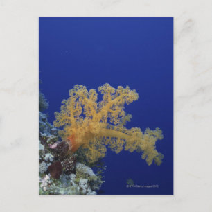 Postal Coral subacuático