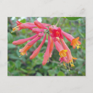 Postal Coral Trumpet Honeysuckle Photo Gifts