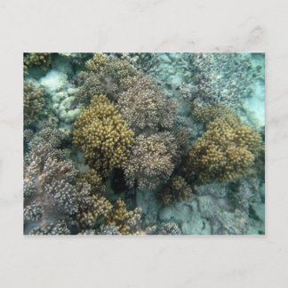 Postal Coral vivo