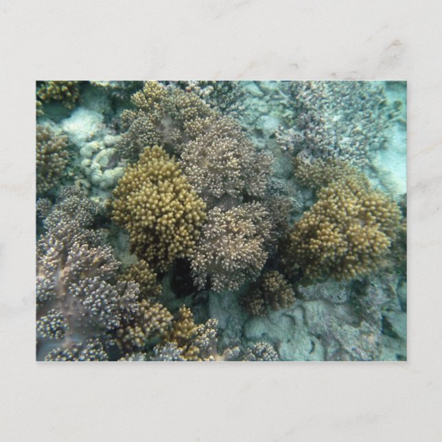 Postal Coral vivo (Anverso)