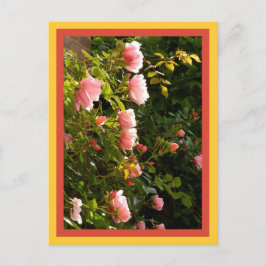 Postal Corales de rosas en escalada