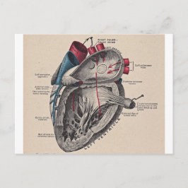 Postal Corazón anatómico vintage