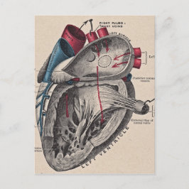 Postal Corazón anatómico vintage