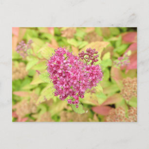 Postal Corazón de flor natural - perforado por flecha.