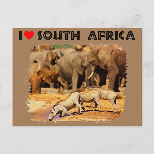 Postal Corazón de los warthogs y elefantes de Sudáfrica (Anverso)