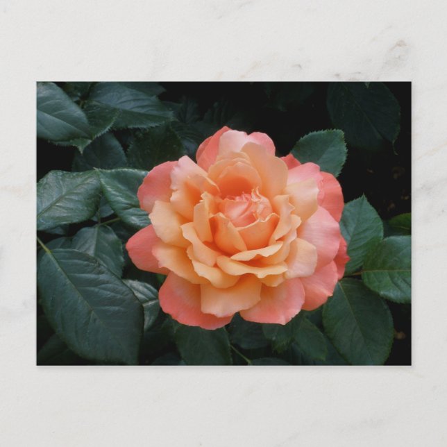 Postal Corazón de oro (Anverso)