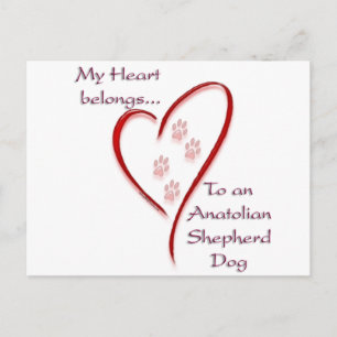 Postal Corazón de perro pastor anatoliano Pertenece