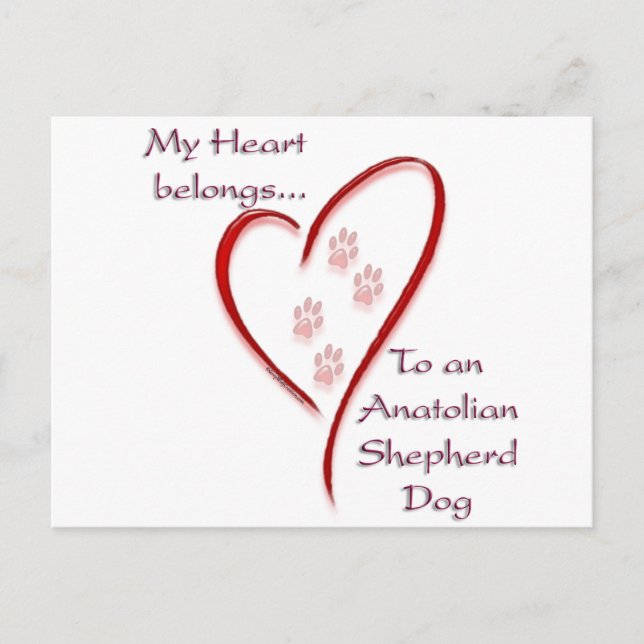 Postal Corazón de perro pastor anatoliano Pertenece (Anverso)