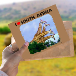Postal Corazón de Sudáfrica 4 jirafas