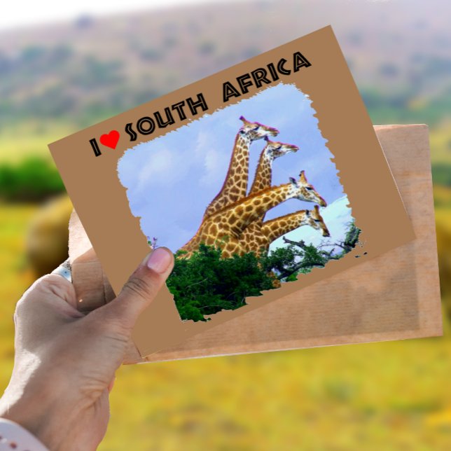 Postal Corazón de Sudáfrica 4 jirafas (Subido por el creador)
