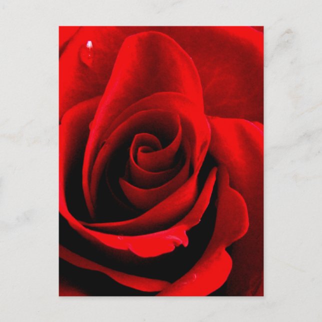 Postal Corazón de un Rosa (Anverso)