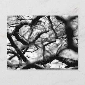 Postal Corazón en las ramas