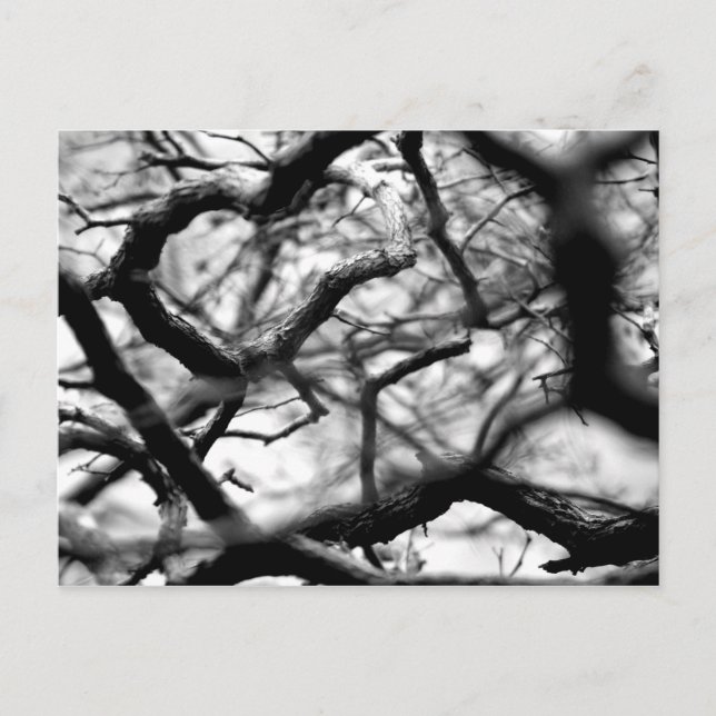 Postal Corazón en las ramas (Anverso)