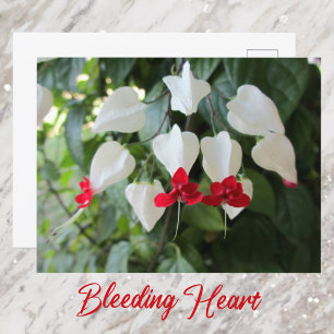 Postal Corazón Sangrante Botánico Floral Fotográfico