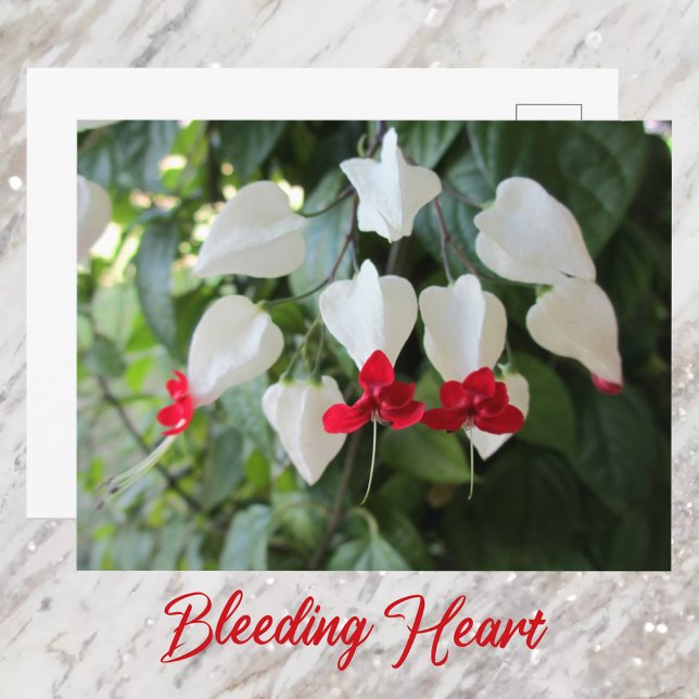Postal Corazón Sangrante Botánico Floral Fotográfico (Subido por el creador)