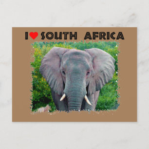 Postal Corazón Sudáfrica joven elefante de toros