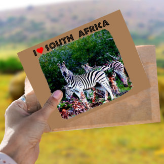 Postal Corazón Sudáfrica Zebra Aloe