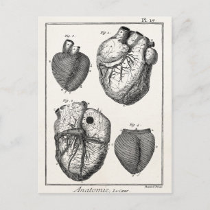 Postal Corazones de anatomía cardiaca retro vintage de lo