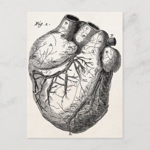 Postal Corazones de anatomía cardiaca retro vintage del s