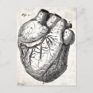 Postal Corazones de anatomía cardiaca retro vintage del s