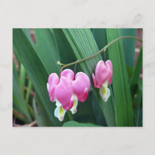 Postal Corazones sangrantes