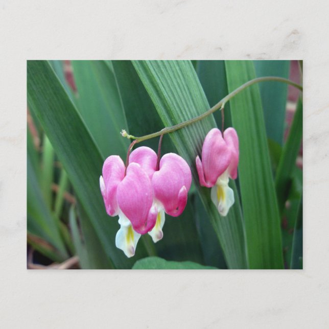 Postal Corazones sangrantes (Anverso)