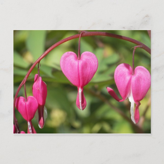 Postal Corazones sangrantes (Anverso)