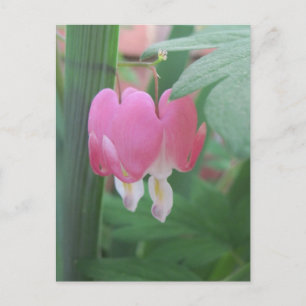 Postal Corazones Sangrantes~ Dos Corazones Como Uno